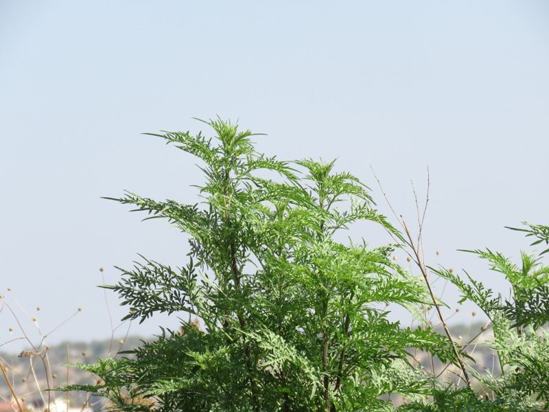 نبتة الامبروسيا تغزو مرج ابن عامر
